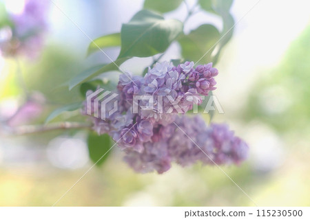 French Lilac Michelle Buchner 115230500