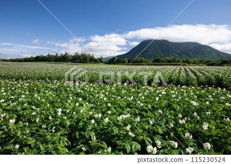 Potato flower bloom earth 115230524
