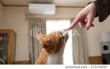 Communication with cats: Brown tabby and white 115230687