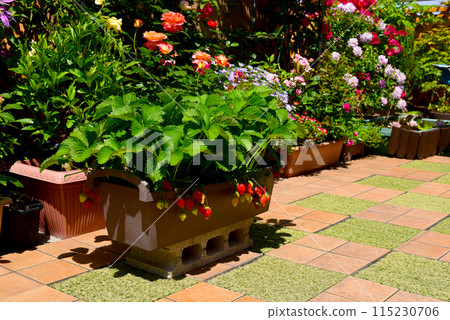 Strawberries in a home garden, a balcony full of flowers Strawberries in a home garden, a balcony full of flowers 115230706