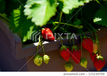 Strawberry at home garden 115230709