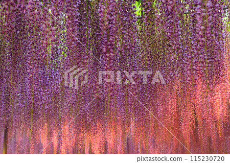 Illuminated wisteria flowers background 115230720