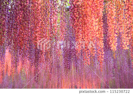 Illuminated wisteria flowers background 115230722