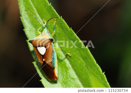 Esakimon stink bug 115230734