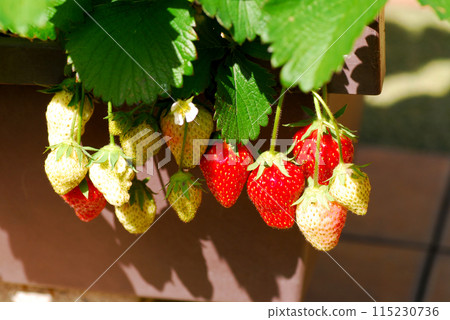 Home garden: Strawberries growing in a planter Home garden: Strawberries growing in a planter 115230736
