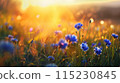 cornflowers on green meadow at sunrise or sunset 115230845
