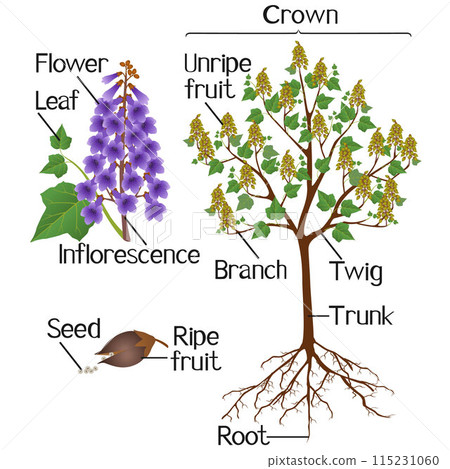 Parts of paulownia plant isolated on a white background. Parts of paulownia plant isolated on a white background. 115231060