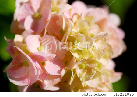 小繡球花 小繡球花 115231080