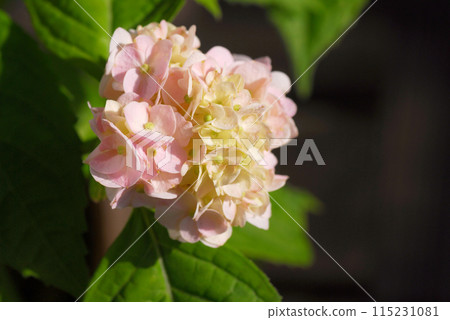 小繡球花 115231081