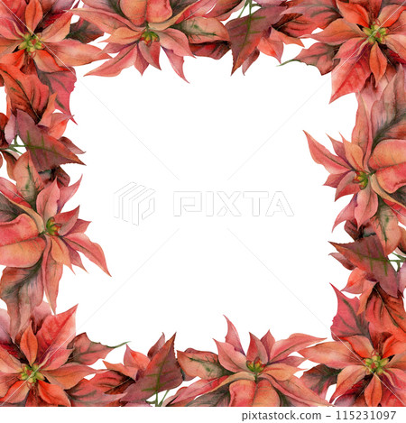 Red poinsettia flowers and leaves. Watercolor hand drawn illustration, border frame isolated on white. Xmas, happy new year festive, noel navidad holiday. For cards, gifts, florist shop, wedding 115231097