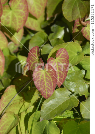 Bishops hat Frohnleiten 115231171