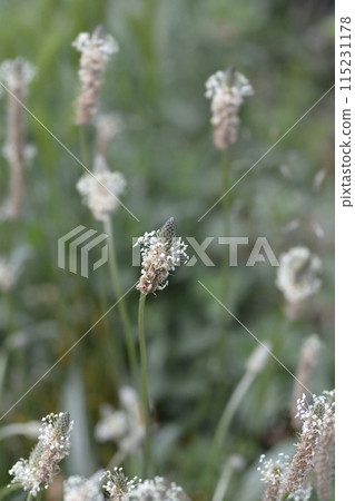Ribwort Plantain Ribwort Plantain 115231178