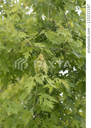 Silver maple 115231197