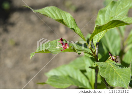 Alpine Honeysuckle 115231212