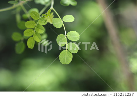Bladder senna Bladder senna 115231227
