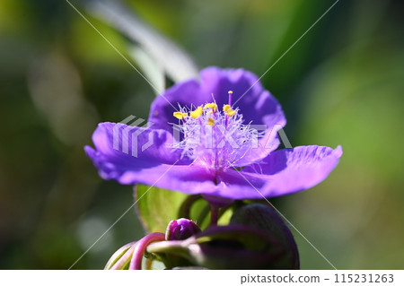 Purple Tradescantia blooming in the garden of the house Purple Tradescantia blooming in the garden of the house 115231263