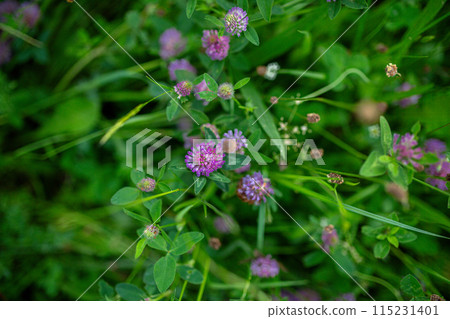 Purple clover flowers in the middle of meadow. 115231401