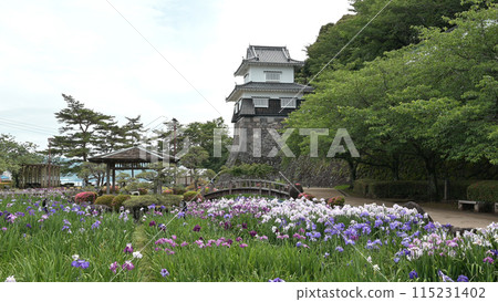 Iris flowers blooming in Omura Park 115231402