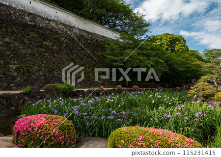 鳶尾花盛開的大村公園 115231415