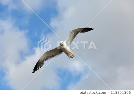 White bird flying blue sky White bird flying blue sky 115231506