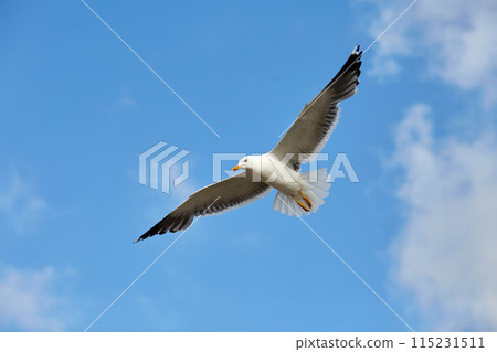White bird flying blue sky 115231511