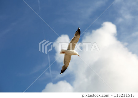 White bird flying blue sky White bird flying blue sky 115231513