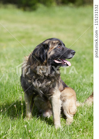 leonberger walking on green grass leonberger walking on green grass 115231532
