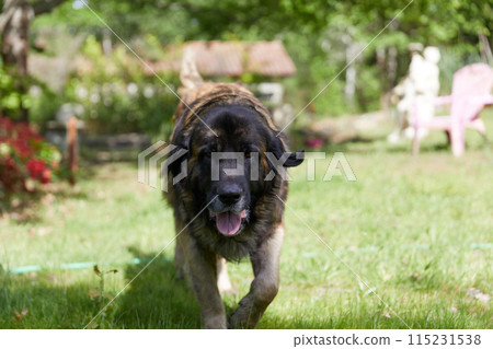 leonberger walking on green grass 115231538