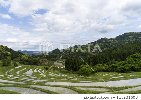 <千葉縣>小山千枚田 <千葉縣>小山千枚田 115231608