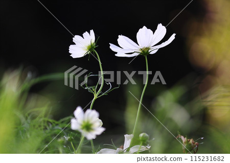 White cosmos White cosmos 115231682