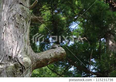 台灣松鼠 台灣松鼠 115231736