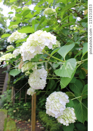 繡球 繡球 115231853