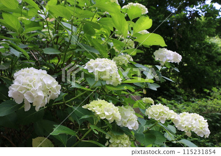 繡球 繡球 115231854