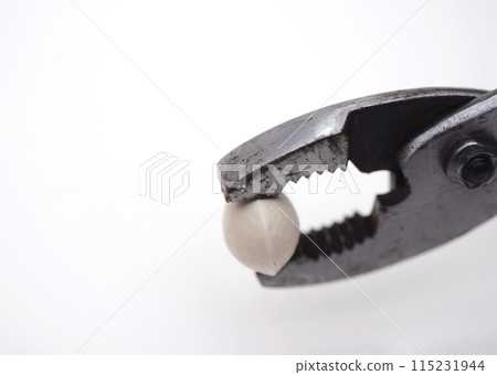 A scene of cracking a ginkgo nut shell with pliers 115231944