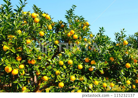 A view of ripe yuzu fruits and blue skies in the woods of Moroyama Town, the hometown of yuzu 115232137