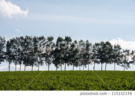 Green vegetable fields and birch trees in summer Green vegetable fields and birch trees in summer 115232139