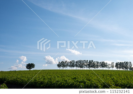 Green vegetable fields and birch trees in summer 115232141