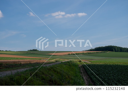 Sunny summer farming area 115232148