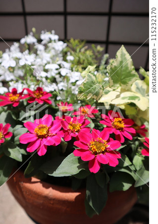 Zinnia flower arrangement in front of the entrance Zinnia flower arrangement in front of the entrance 115232170