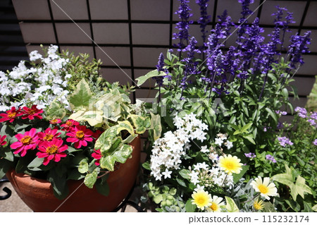 入口前種植花卉和盆栽 115232174