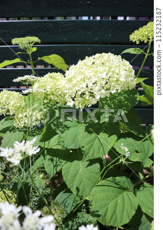 Annabelle and Orleans blooming in the flower bed Annabelle and Orleans blooming in the flower bed 115232187