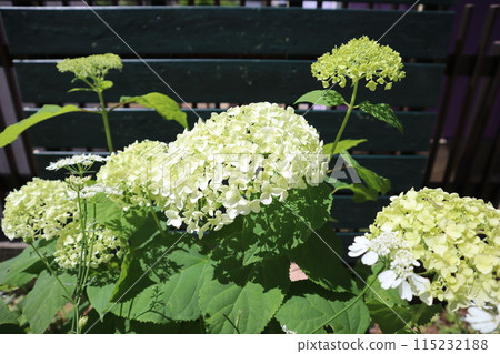 White hydrangea annabel 115232188
