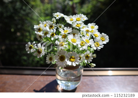 空瓶中排列的小白花母菊 115232189
