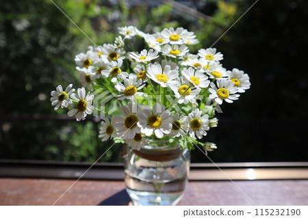 Small white flowers of Matricaria displayed on a windowsill Small white flowers of Matricaria displayed on a windowsill 115232190