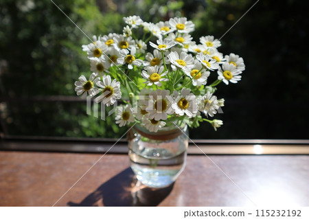 Small white flowers of Matricaria placed on a windowsill 115232192