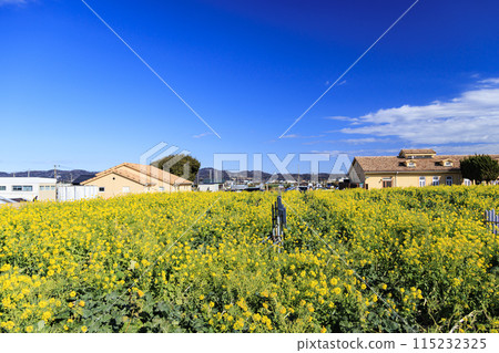 油菜花田景觀（Soleil Hill） 115232325