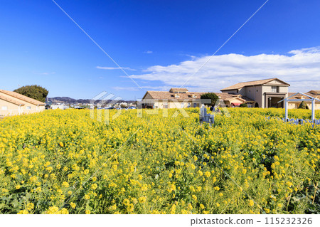 油菜花田景觀（Soleil Hill） 115232326