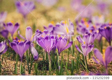 Spring crocus flowers, Easter background 115232399