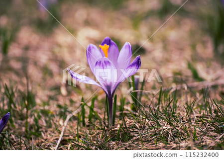 Spring crocus flower. Seasonal Easter background. Spring crocus flower. Seasonal Easter background. 115232400