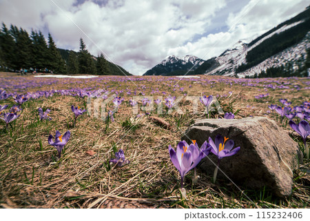 Dolina Chocholowska with blossoming purple crocuses or saffron flowers,Tatra mountains, Poland. Dolina Chocholowska with blossoming purple crocuses or saffron flowers,Tatra mountains, Poland. 115232406